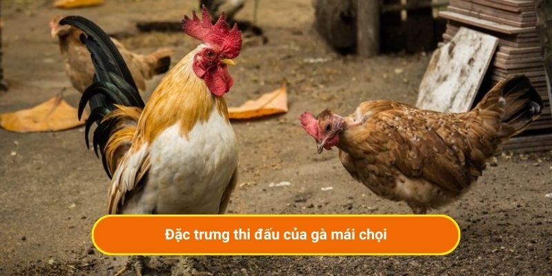 Đặc trưng thi đấu của gà mái chọi