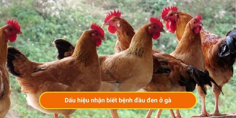 Dấu hiệu nhận biết bệnh đầu đen ở gà