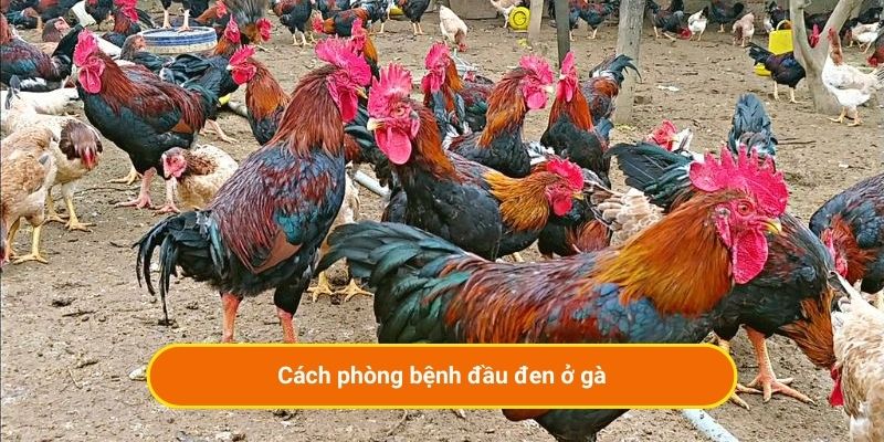 Cách phòng bệnh đầu đen ở gà