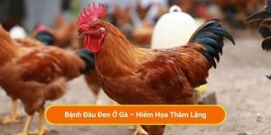 Bệnh Đầu Đen Ở Gà – Hiểm Họa Thầm Lặng
