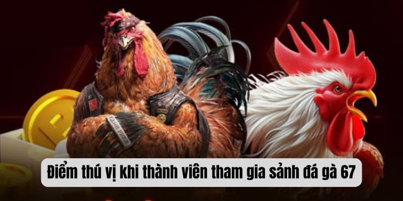 Điểm thú vị khi thành viên tham gia sảnh đá gà 67