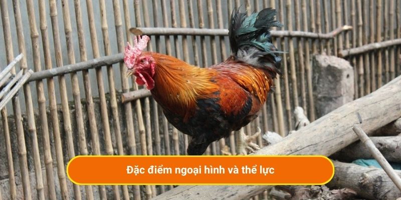 Đặc điểm ngoại hình và thể lực của gà chín cựa