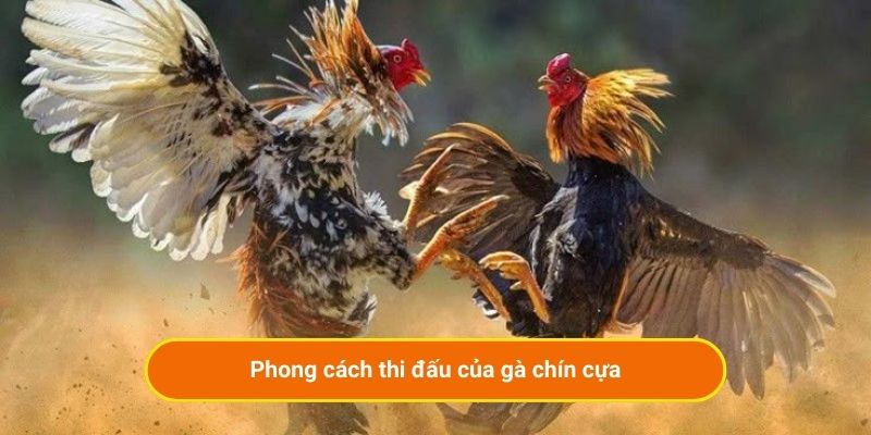 Phong cách thi đấu của gà chín cựa