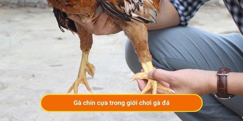 Gà chín cựa trong giới chơi gà đá