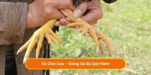 Gà Chín Cựa – Giống Gà Đá Quý Hiếm