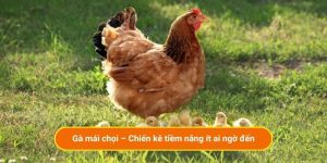 Gà mái chọi