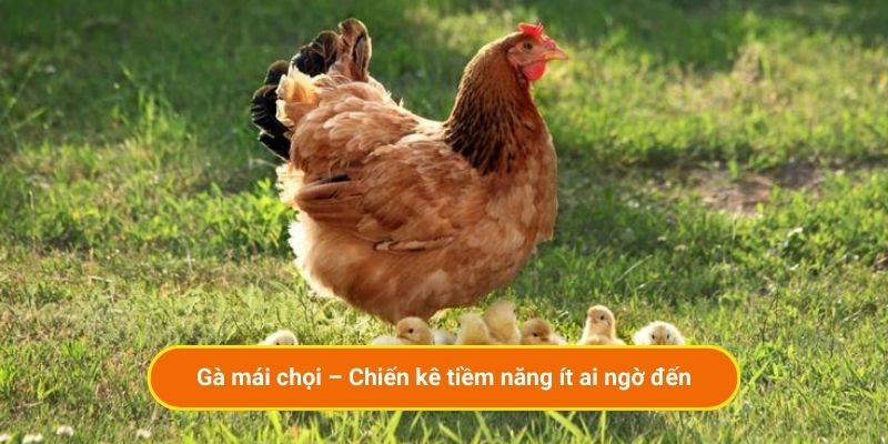 Gà mái chọi