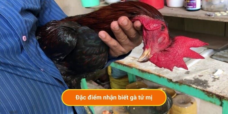 Đặc điểm nhận biết gà tử mị