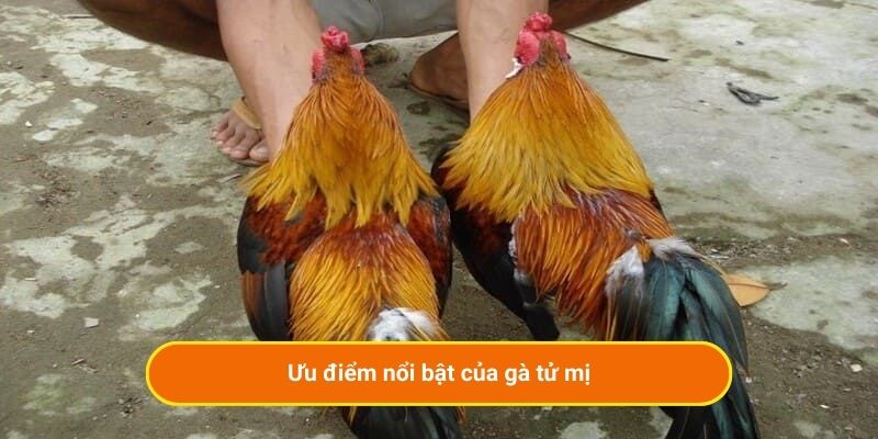 Ưu điểm nổi bật của gà tử mị
