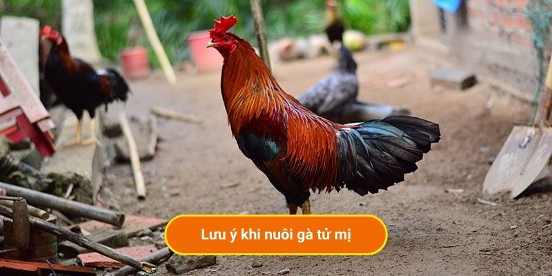 Lưu ý khi nuôi gà tử mị