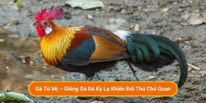 Gà Tử Mị – Giống Gà Đá Kỳ Lạ Khiến Đối Thủ Chủ Quan