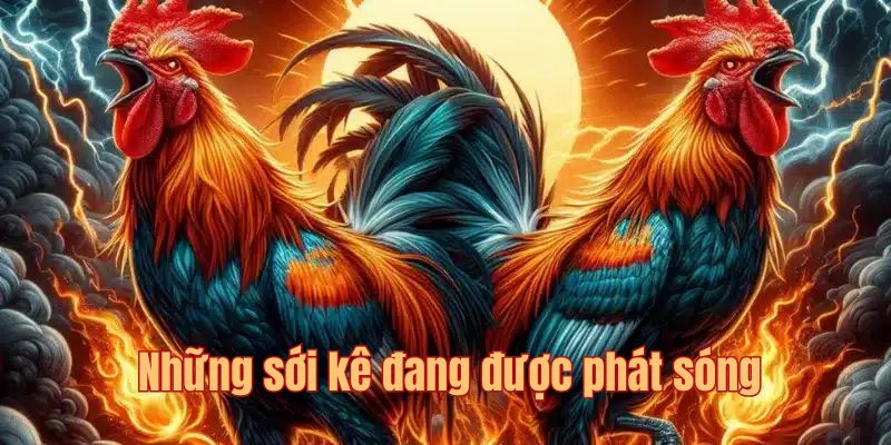 Thông tin giới thiệu những trường chọi kê hấp dẫn tại thương hiệu