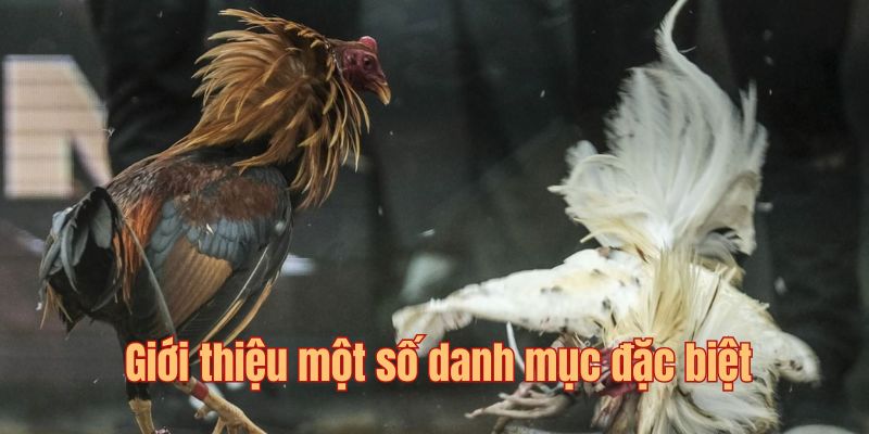 Giới thiệu một số danh mục đặc biệt của nền tảng