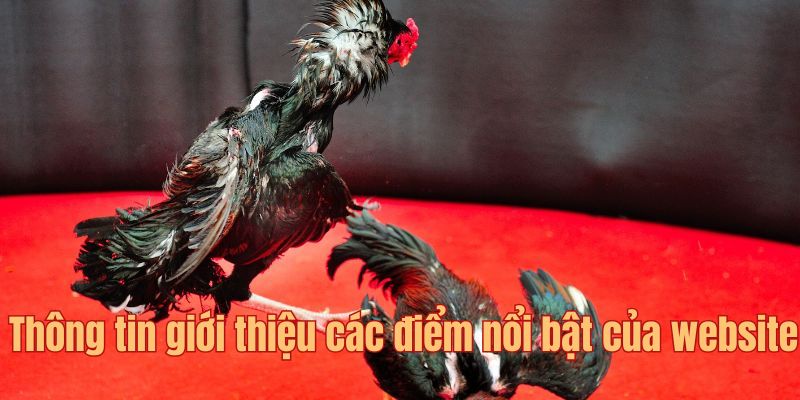 Thông tin giới thiệu các điểm nổi bật của website