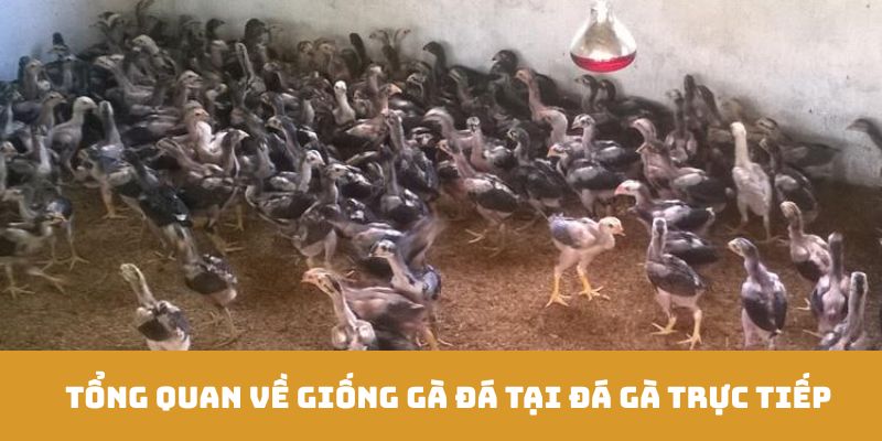 Tổng quan về giống gà đá tại đá gà trực tiếp