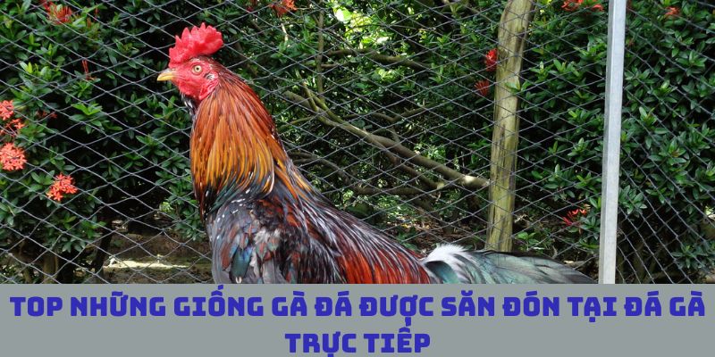 TOP giống gà đá được người chơi săn đón