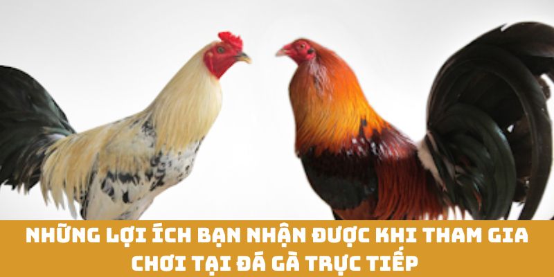 Nhiều ưu đãi khi tham gia tại đá gà trực tiếp