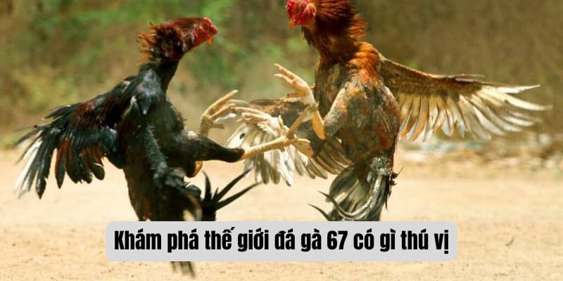 Khám phá thế giới đá gà 67 có gì thú vị