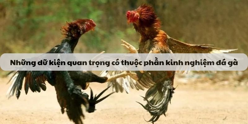 Dữ kiện cần phải có trong kinh nghiệm đá gà