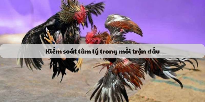 Tâm lý xem đá gà trực tiếp cần được kiểm soát