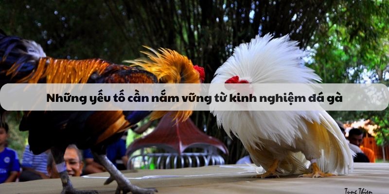 Kinh nghiệm đá gà những yếu tố cần nắm