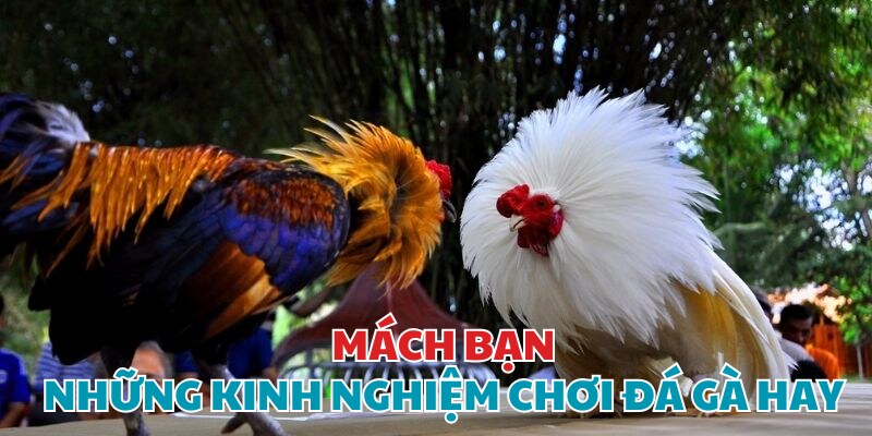 Kinh nghiệm vàng cho bạn chơi kê đấu