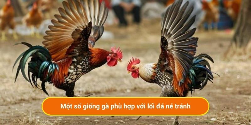 Một số giống gà phù hợp với lối đá né tránh