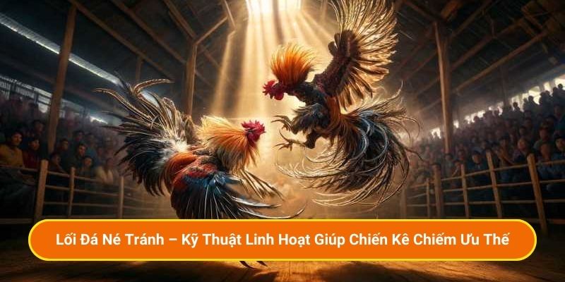 Lối Đá Né Tránh – Kỹ Thuật Linh Hoạt Giúp Chiến Kê Chiếm Ưu Thế
