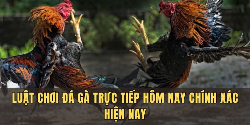 Luật chơi đá gà trực tiếp hôm nay