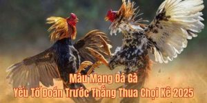 Màu mạng gà đá yếu tố quyết định thắng thua