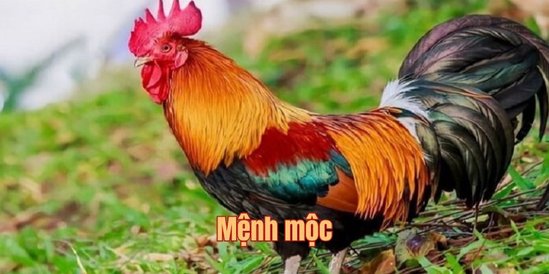 Màu mạng gà đá về sức mạnh mệnh mộc
