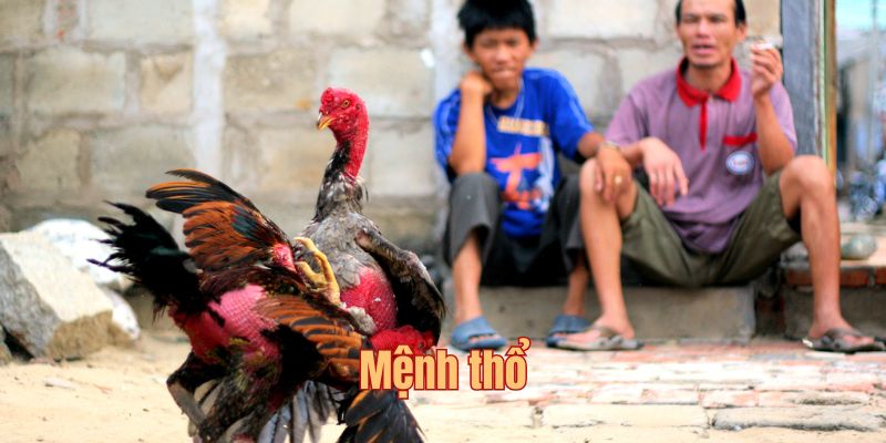 Mệnh thổ được đánh giá cao từ kê thủ