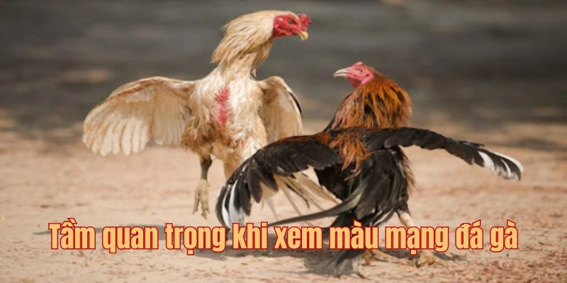 Sơ lược về màu mạng gà đá là gì