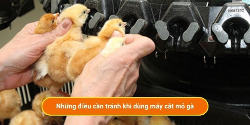 Những điều cần tránh khi dùng máy cắt mỏ gà