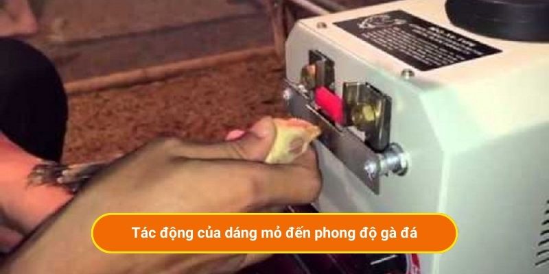 Tác động của dáng mỏ đến phong độ gà đá