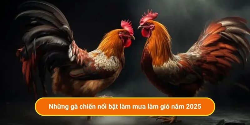 Những gà chiến nổi bật đang làm mưa làm gió