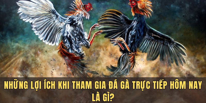 Ưu điểm khi chơi đá gà trực tiếp hôm nay