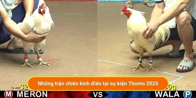 Những trận chiến kinh điển tại sự kiện Thomo