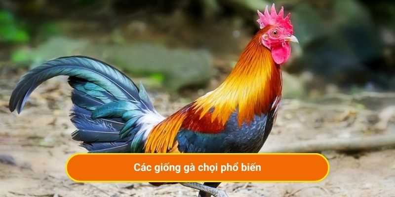 Các giống gà chọi phổ biến