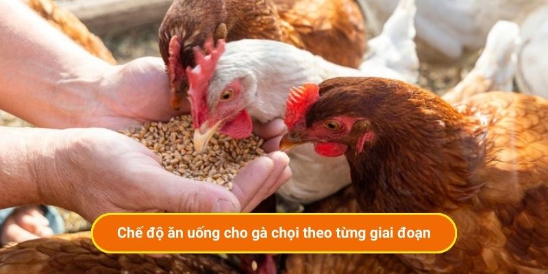Chế độ ăn uống cho gà chọi theo từng giai đoạn