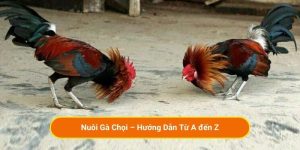 Nuôi Gà Chọi – Hướng Dẫn Từ A đến Z