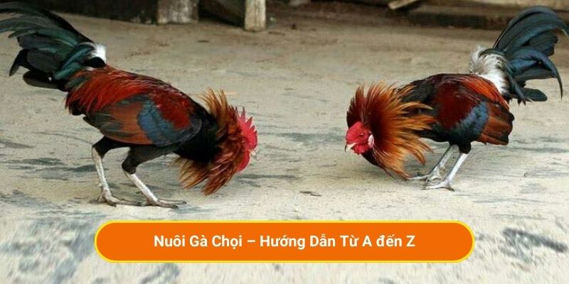Nuôi Gà Chọi – Hướng Dẫn Từ A đến Z
