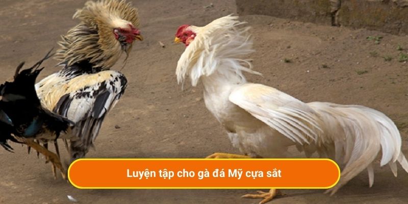Luyện tập cho gà đá Mỹ cựa sắt