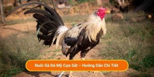Nuôi Gà Đá Mỹ Cựa Sắt – Hướng Dẫn Chi Tiết