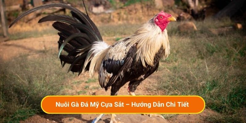 Nuôi Gà Đá Mỹ Cựa Sắt – Hướng Dẫn Chi Tiết