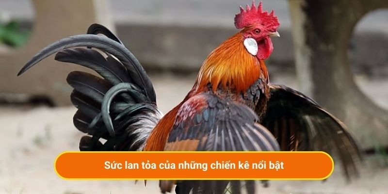 Sức lan tỏa của những chiến kê