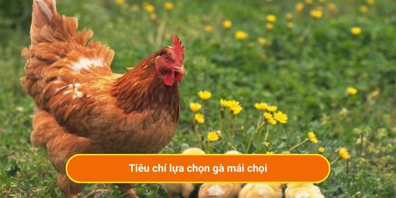 Tiêu chí lựa chọn gà mái chọi