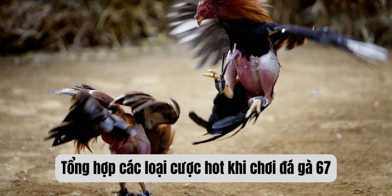 Tổng hợp các loại cược hot khi chơi đá gà 67