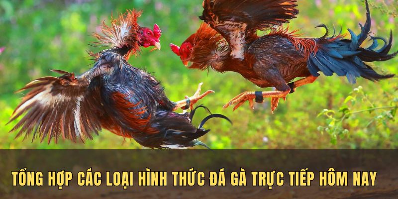 Hình thức đá gà trực tiếp hôm nay