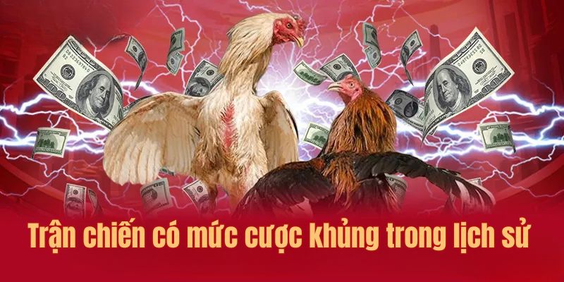 Trận đá gà 24 tỷ có mức cược chênh lệch cao